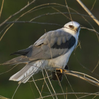 White-tailed Kite